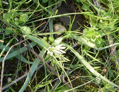 Dwarf Garlic Dwarf Garlic