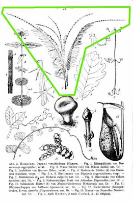 Daemonorops hygrophilus