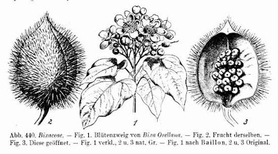 Achiote Achiote