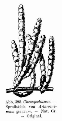 Arthrocnemum glaucum (Delile) Ung.-Sternb.
