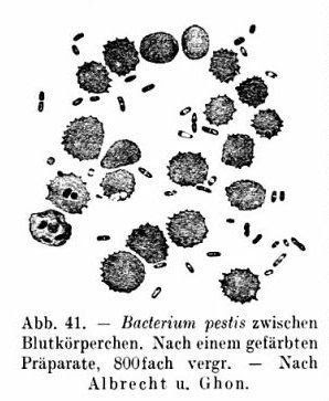 Bacterium pestis