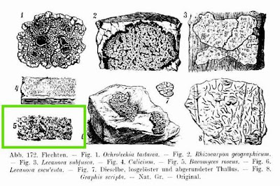 Baeomyces roseus
