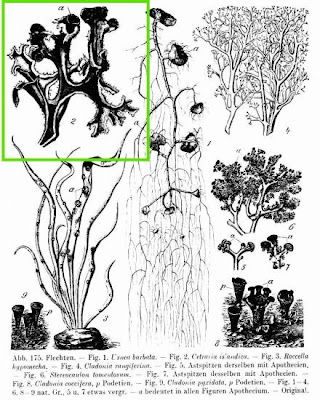 Island cetraria lichen