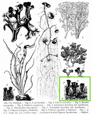Cup lichen Cup lichen