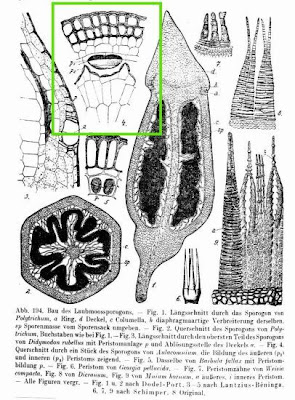 Aulacomnium moss Aulacomnium moss