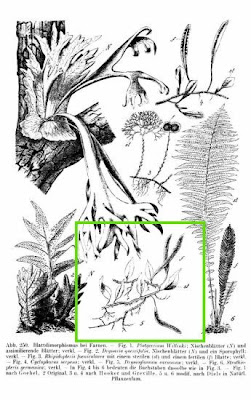 Drymoglossum carnosum