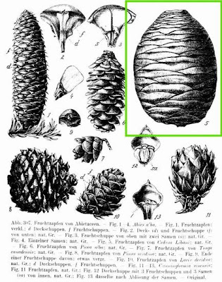 Cedro del Libano Cedro del Libano