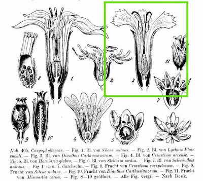 Dianthus carthusianorum L.