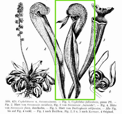 Cobra Plant Cobra Plant