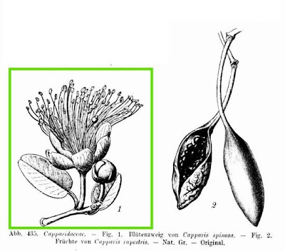 Caper Plant Caper Plant