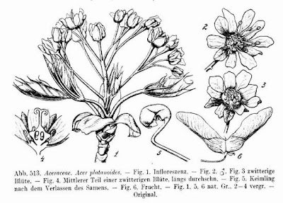 Acer platanoides L.
