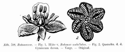 Butomus,
butomus Butomus,
butomus
