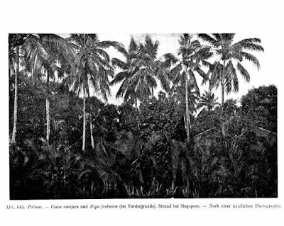 Coco-da-bahia Coco-da-bahia