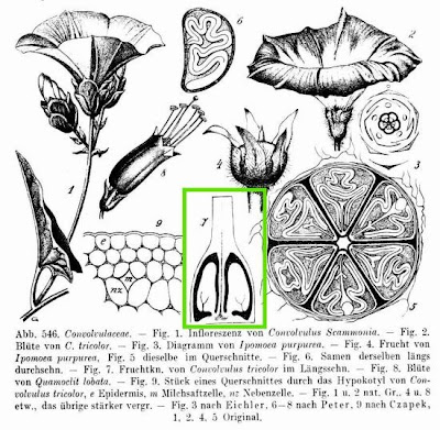 Tricolor Convolvulus