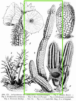 Echidnopsis cereiformis