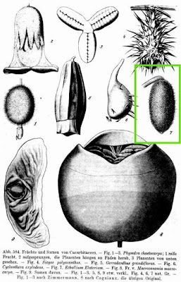 Ecballium elaterium,
Cocomero asinino,
momordique,
pepinillo del diablo,
pepino-selvagem,
Schizzatti,
Spritzgurke,
squirting cucumber,
squirting-cucumber