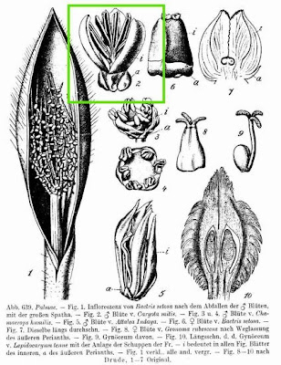 Burmese fishtail palm Burmese fishtail palm