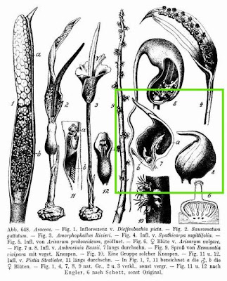 Ambrosinia bassii L.