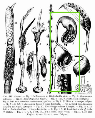 Arisarum proboscideum (L.) Savi