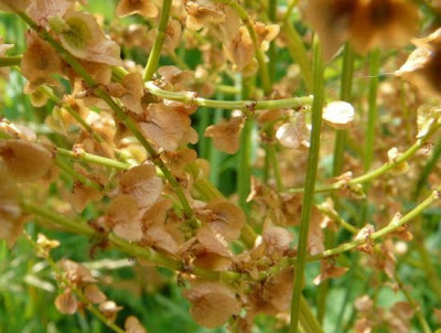Azedas Azedas