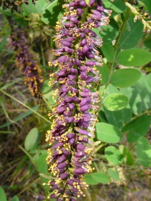 False indigo-bush