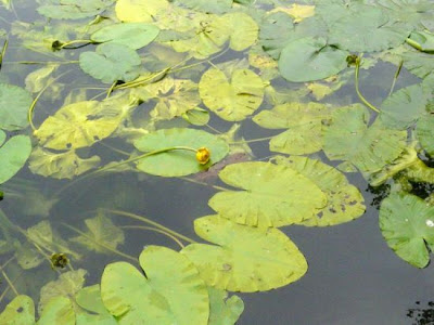 Yellow pond-lily