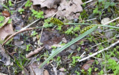 Carex distans L.