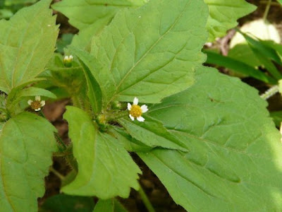 Galinsoga aveludado