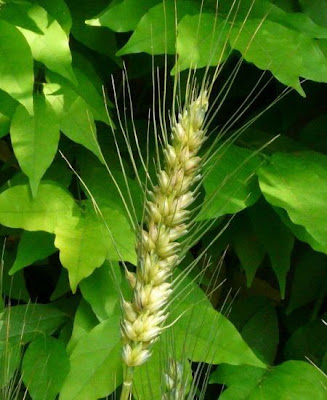 Frumento