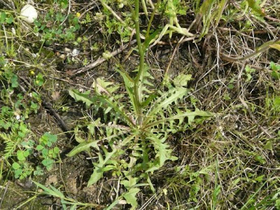 Crépis à tige capillaire Crépis à tige capillaire