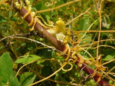 Cuscuta ungherese Cuscuta ungherese