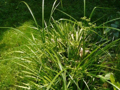 Cyperus eragrostis Lam.