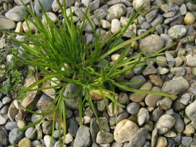 Hierba de punta