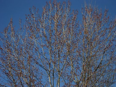 Black cottonwood Black cottonwood