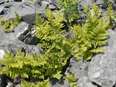 Gymnocarpium robertianum (Hoffm.) Newman