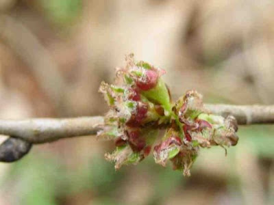 Ulmus pumila,
Chinese elm,
dwarf elm,
littleleaf elm,
Siberian elm,
sibirische ulme,
yu shu