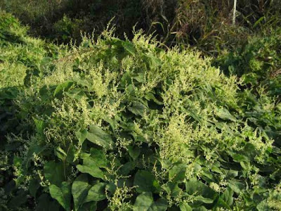 Fallopia multiflora,
Chinese knotweed,
fo ti,
he shou wu