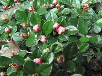Wall Cotoneaster Wall Cotoneaster