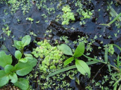Fat duckweed
