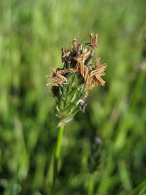 Rendle's meadow foxtail