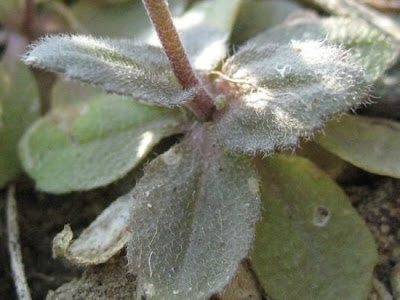 Draba muralis,
Draba murale,
Wall Whitlowgrass