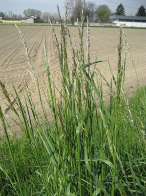 Tall oatgrass
