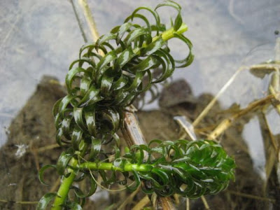 African oxygen-weed African oxygen-weed