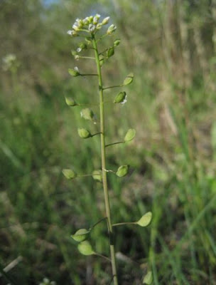 Erba storna agliacea