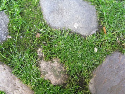 Sagina procumbens,
bird-eye pearlwort,
birdeye pearlwort,
birdseye pearlwort,
Niederliegendes Mastkraut,
planta-molhada,
procumbent pearlwort,
Sagina sdraiata,
sagine couch&eacute;e,
spreading pearlwort