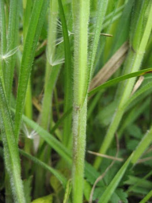 Carex hirta L.