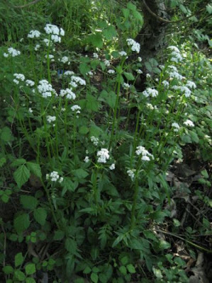 Valeriana dioica,
marsh valerian,
marsh valeriana,
Valeriana palustre,
woods valerian
