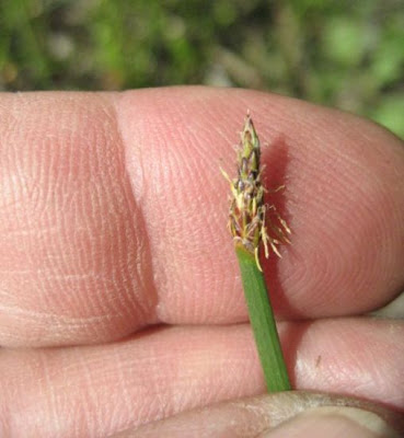 Eleocharis palustris (L.) R. et S.