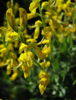 German Greenweed