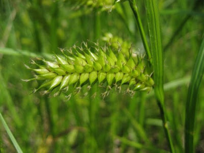 Laurent's sedge Laurent's sedge